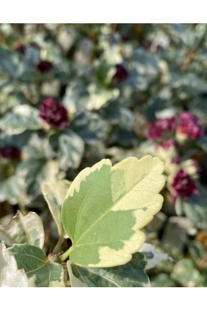 Листья Гибискуса Пурпуреа Вариегата